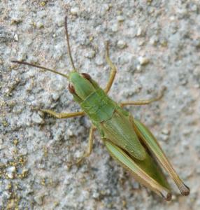 Click to view this image in a large viewer