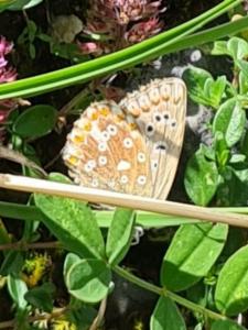 Click to view this image in a large viewer