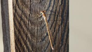 Click to view this image in a large viewer