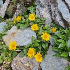 Click to view this image in a large viewer