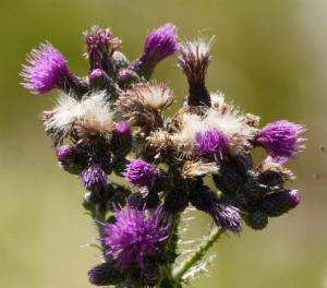 Click to view this image in a large viewer