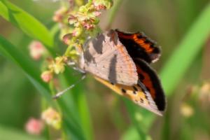 Click to view this image in a large viewer