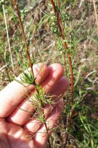 Click to view this image in a large viewer