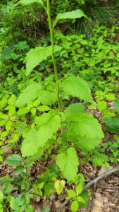 Click to view this image in a large viewer