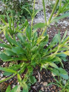 Click to view this image in a large viewer