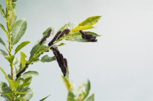 Click to view this image in a large viewer