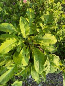 Click to view this image in a large viewer