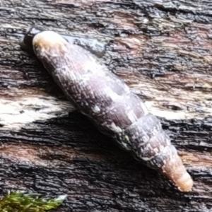 Click to view this image in a large viewer