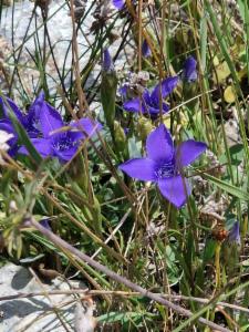 Click to view this image in a large viewer