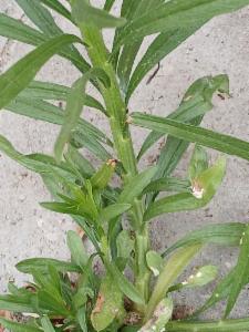 Click to view this image in a large viewer