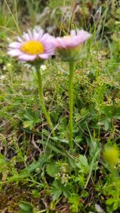 Click to view this image in a large viewer