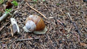 Click to view this image in a large viewer