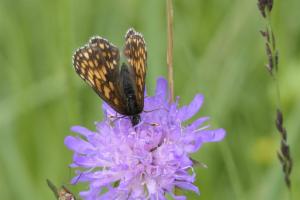 Click to view this image in a large viewer