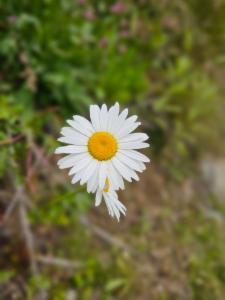 Click to view this image in a large viewer