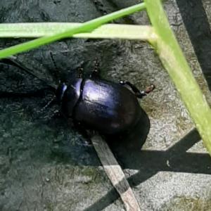 Click to view this image in a large viewer