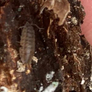 Click to view this image in a large viewer