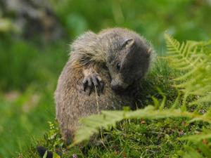 Click to view this image in a large viewer