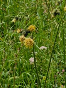 Click to view this image in a large viewer