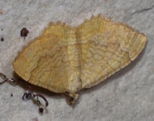 Click to view this image in a large viewer