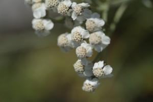 Click to view this image in a large viewer