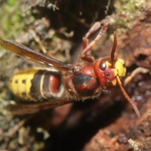 Click to view this image in a large viewer