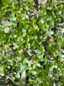 Click to view this image in a large viewer