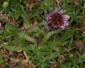 Click to view this image in a large viewer