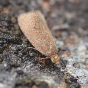 Click to view this image in a large viewer