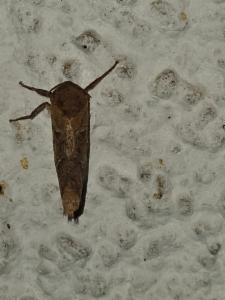 Click to view this image in a large viewer