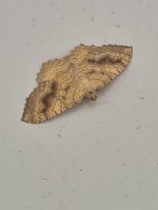 Click to view this image in a large viewer