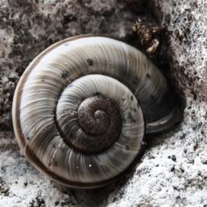 Click to view this image in a large viewer