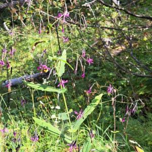 Click to view this image in a large viewer