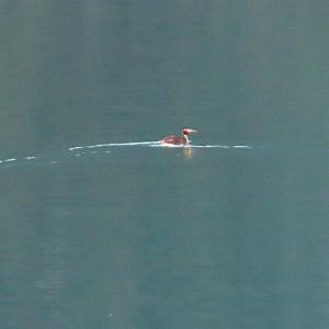 Click to view this image in a large viewer