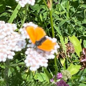 Click to view this image in a large viewer