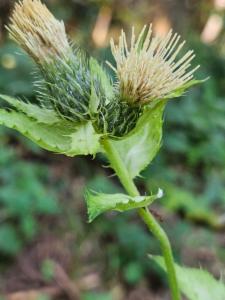 Click to view this image in a large viewer