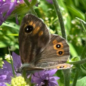 Click to view this image in a large viewer