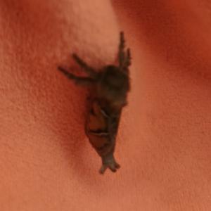 Click to view this image in a large viewer