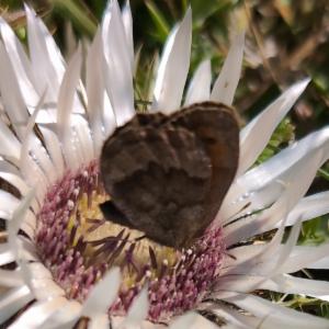 Click to view this image in a large viewer