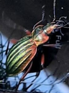 Click to view this image in a large viewer