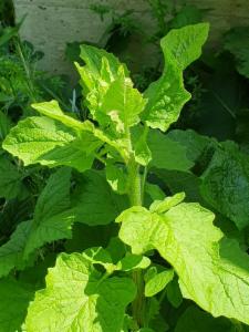 Click to view this image in a large viewer