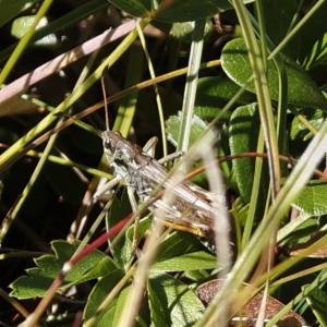 Click to view this image in a large viewer