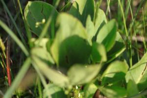 Click to view this image in a large viewer