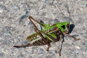 Click to view this image in a large viewer