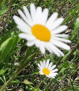 Click to view this image in a large viewer