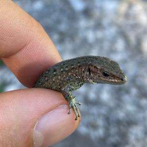 Click to view this image in a large viewer