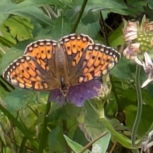 Click to view this image in a large viewer