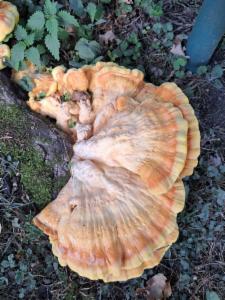 Click to view this image in a large viewer