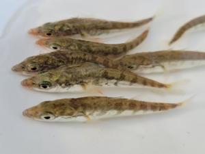 Click to view this image in a large viewer