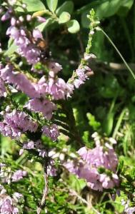 Click to view this image in a large viewer