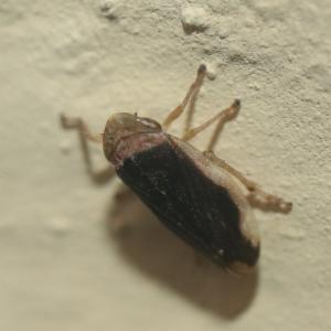 Click to view this image in a large viewer